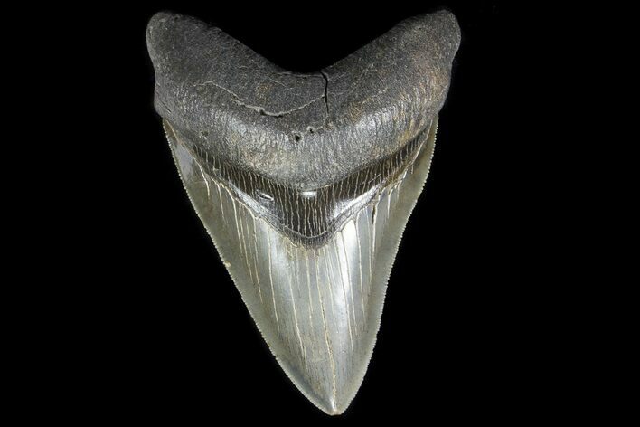 Serrated, Fossil Megalodon Tooth - Beautiful Tooth #78643